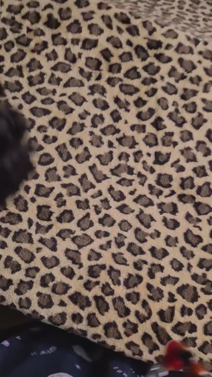 Burmese Curly
